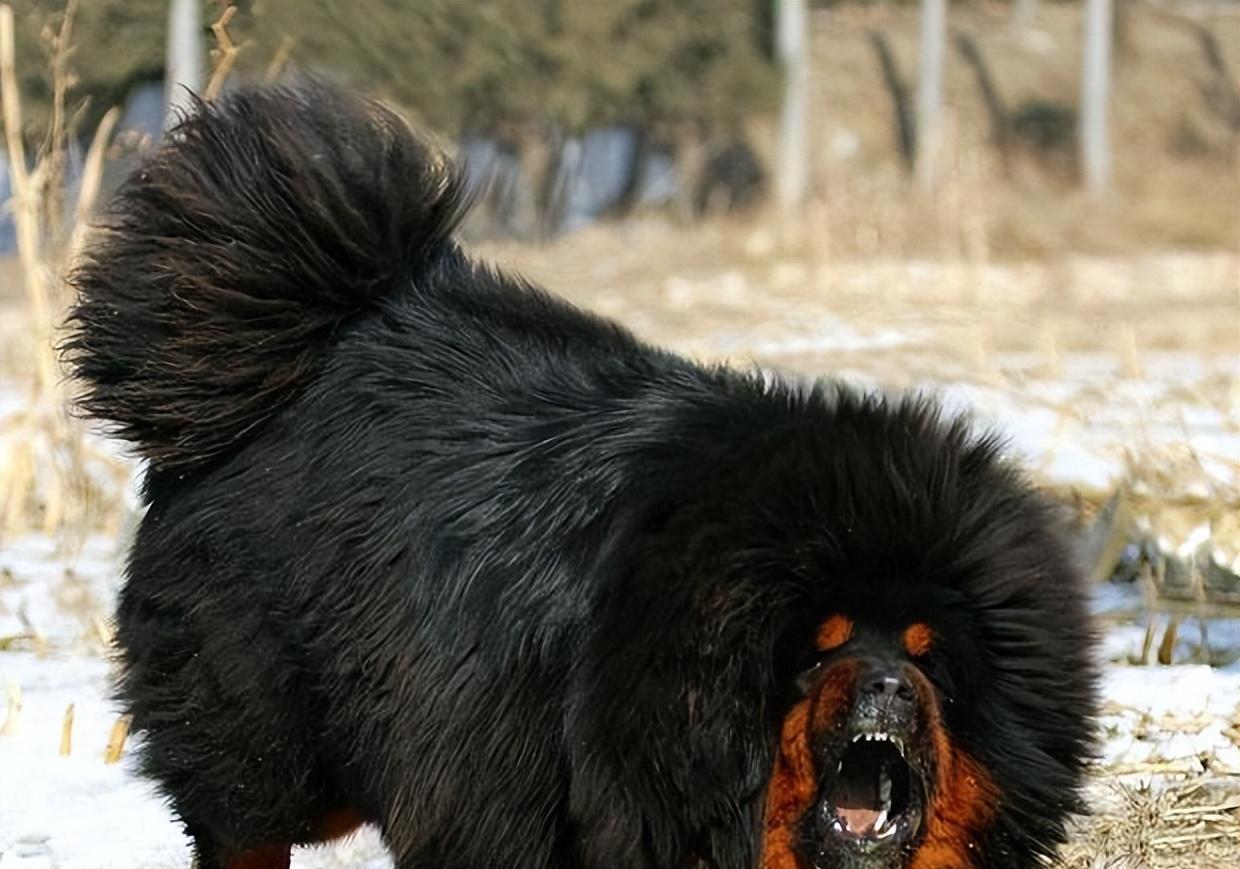 男子为救孩子遭野狼吞食, 野獒为报当年救命之恩, 率野獒群杀入狼窝