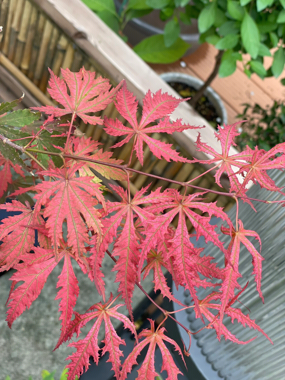 72㎡小院,花园改造经验分享,终于过上了梦寐以求的田园生活