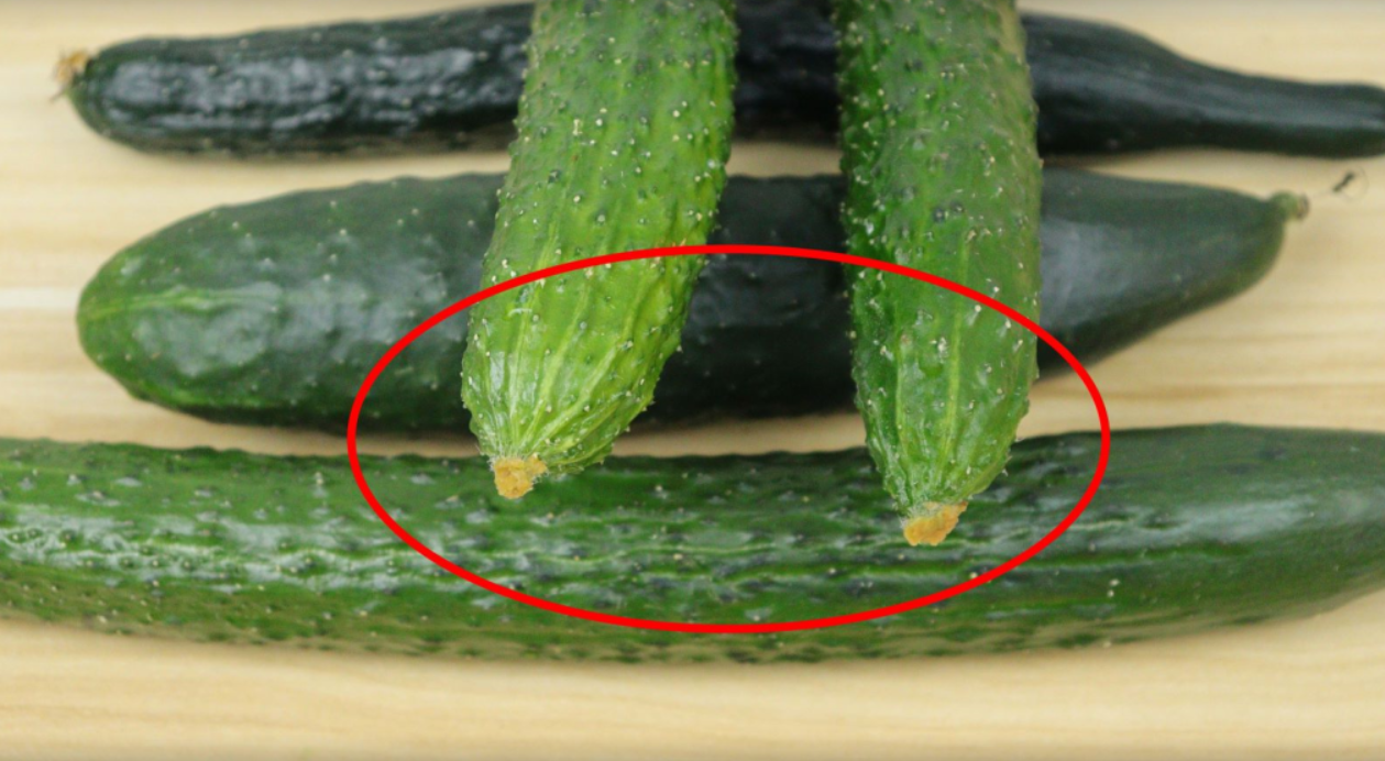 激素黄瓜怎么辨别?老菜农:只需看准这5点,以后别再买错了