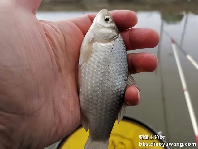 |冷水用饵，我选钓鱼王生鲜虾饵