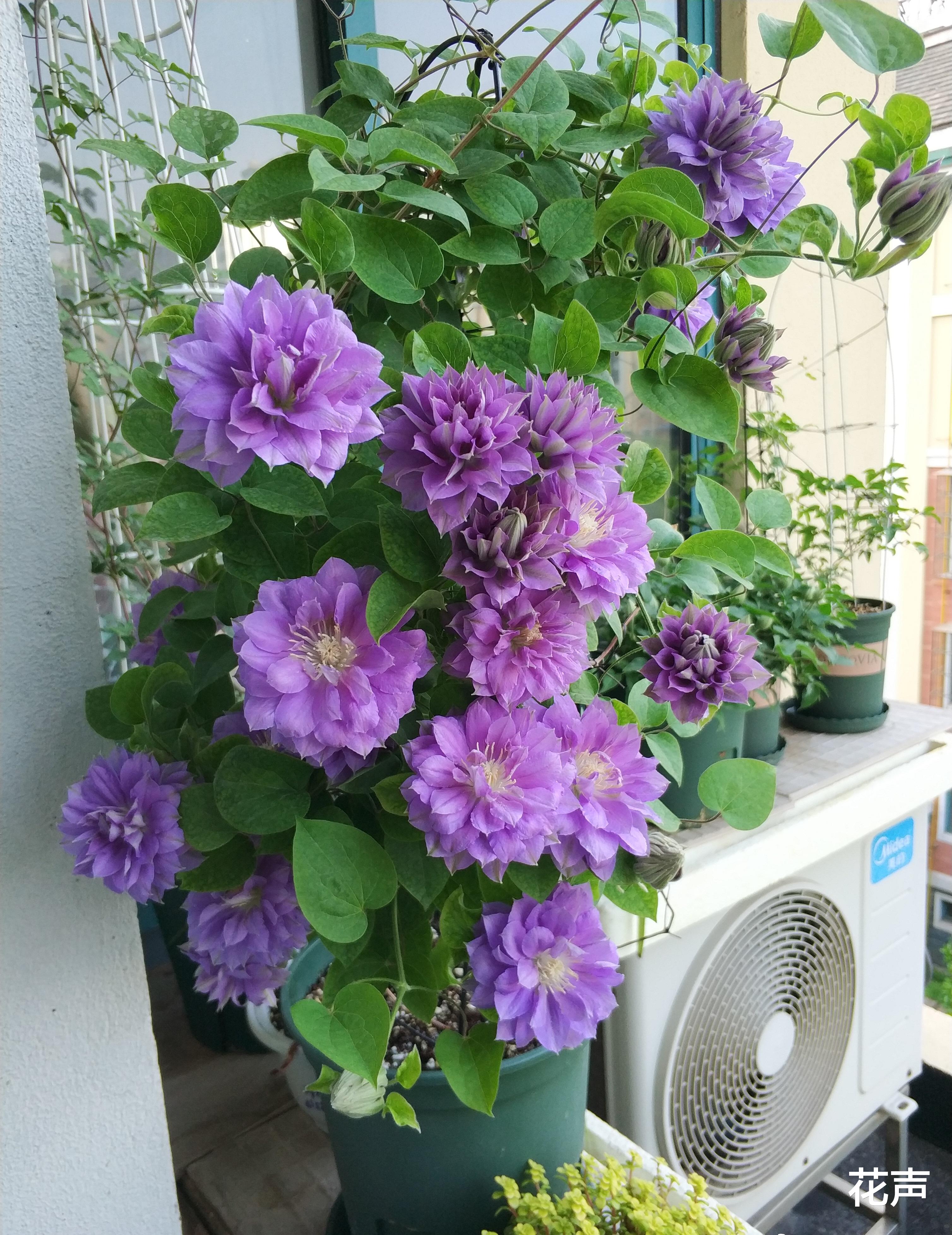 铁线莲界的“牡丹”—円空,花大色美,丰花勤花,小阳台也能养