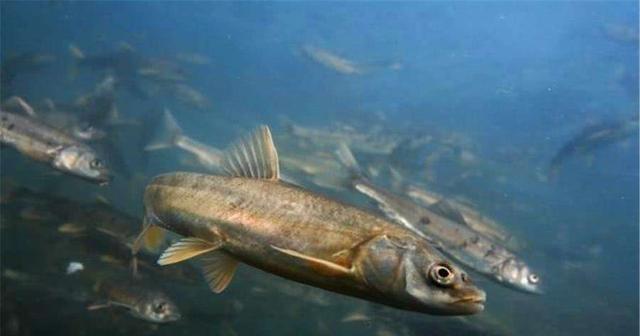 骑行|贝加尔湖深1637米，是世界第一深湖，都够深了为何每年还在加深？