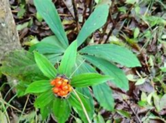 在农村鹅的地位比狗都高，蛇也会怕大鹅，你知道鹅什么地方最厉害吗？