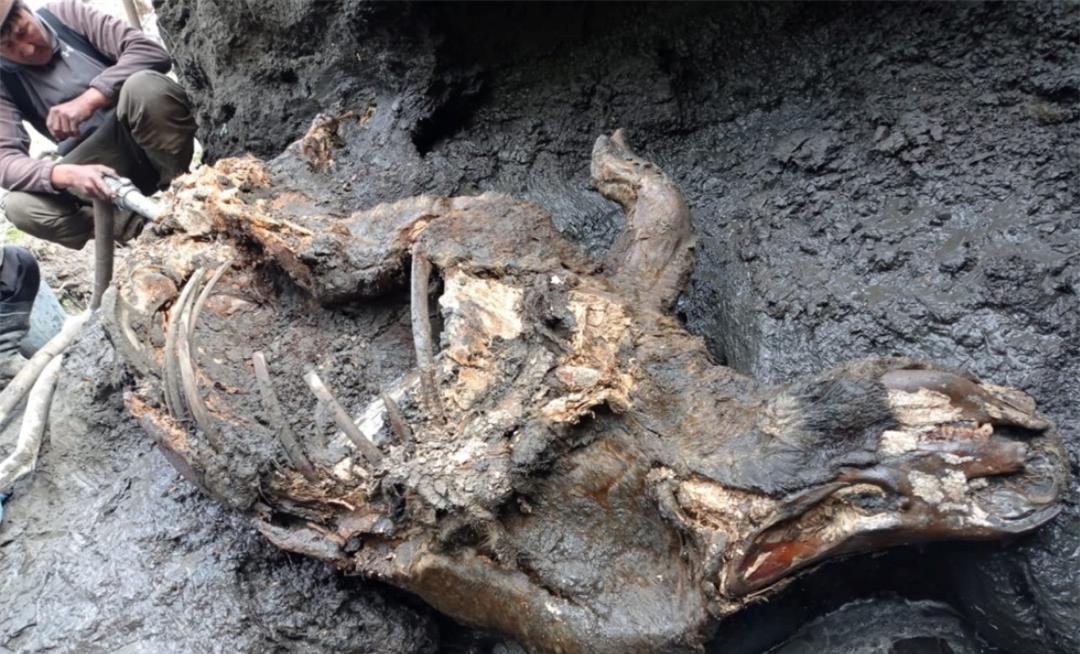 北极出现史前生物尸体,对于人类来说不是好事,科学家感到担忧