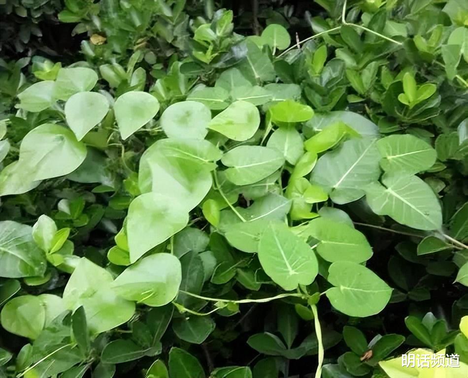 爱和希望蔓延的速度一定会超越地球上所有病毒
