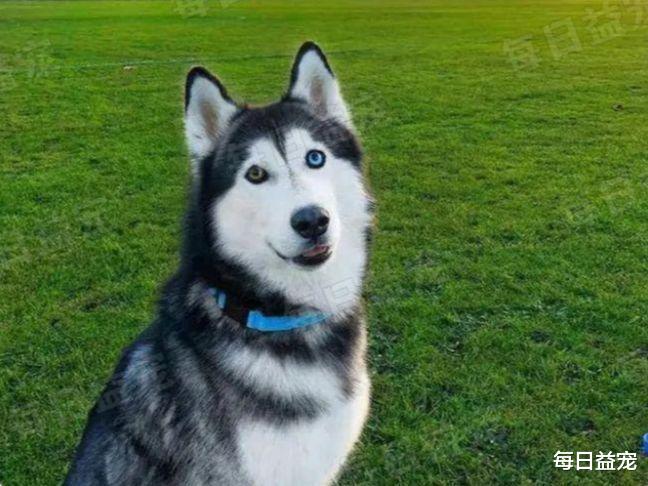 二哈精力过盛难驯服，被主人拉到集市上卖，看到眼睛后没人敢收