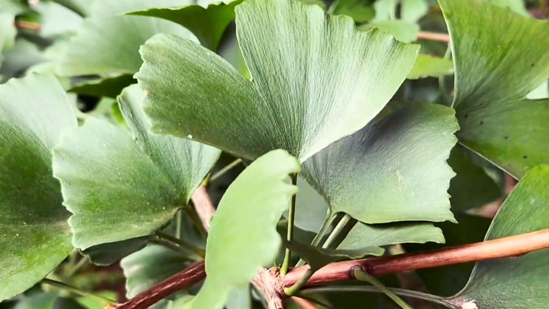 众多的树木中,为何银杏最长寿?