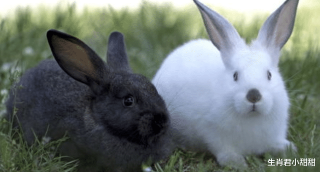 属兔|遇到机会拒绝错过,属兔人抓住来之不易的大好机会,在职场逆袭