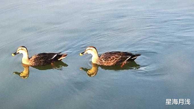 海珠湖|广州海珠湖：赏花、观鸟、看日落，团聚、运动也不错