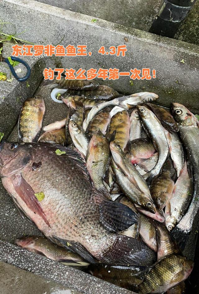 广东钓友东江遭遇4.3斤野生大罗非鱼,鱼竿都被拉断,钓友:不亏