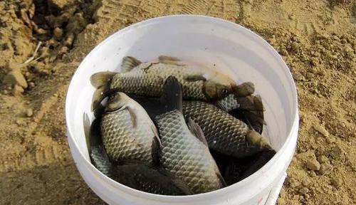 泰拉瑞亚|解锁春季钓鲫鱼的秘密，新手也能让大鲫鱼缴械上钩！