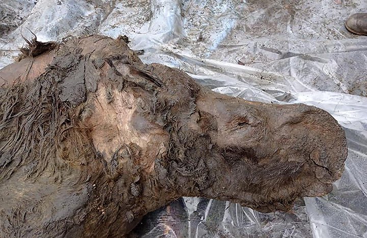 全球气温上升,5.7万年前的远古生物和病菌乍现,这是危险的信号