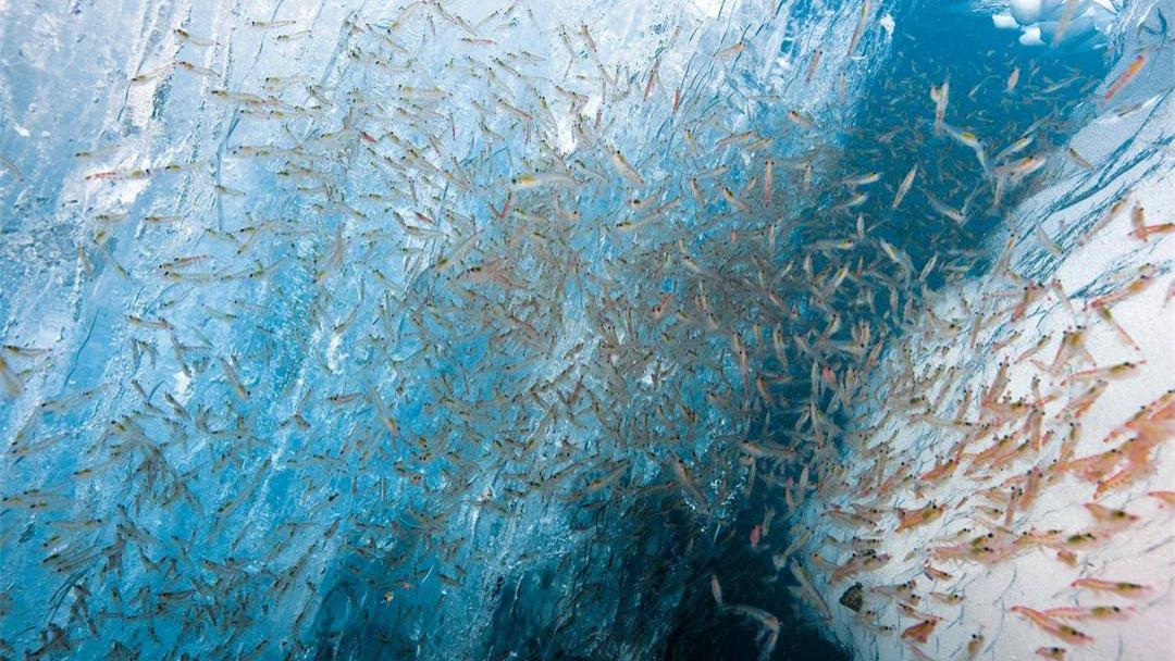 ?南极磷虾：10亿吨的“海上金矿”，中国或将成为最大“黑马”？
