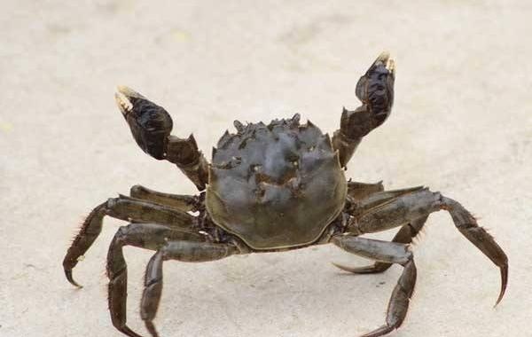 |去野钓钓到以下三种，收竿走人