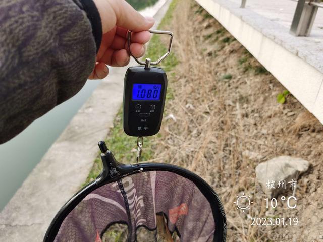 鲤鱼|新年作钓小河边，暖阳鲫鲤来报到