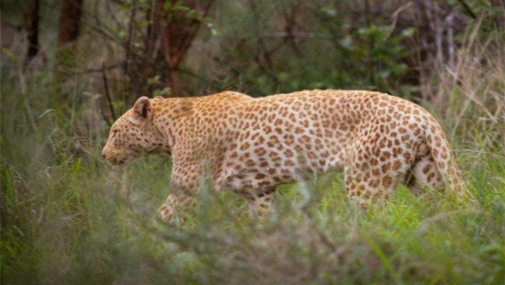 罕见红豹现身，1只在啃食长颈鹿，1只在四处找配偶，1只遭到猎杀