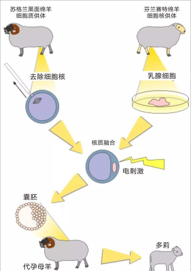 为什么现在很少提“克隆”了,多莉的一生就是答案,太可怜了