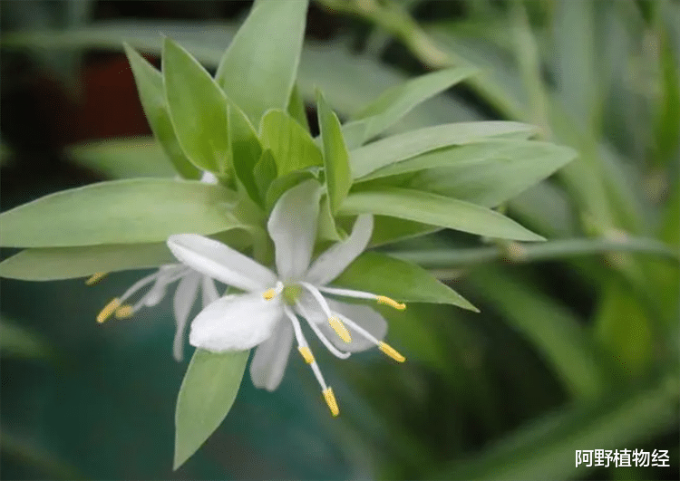适合养在卧室内的植物,有4种花卉都比较符合标准,既干净又好养
