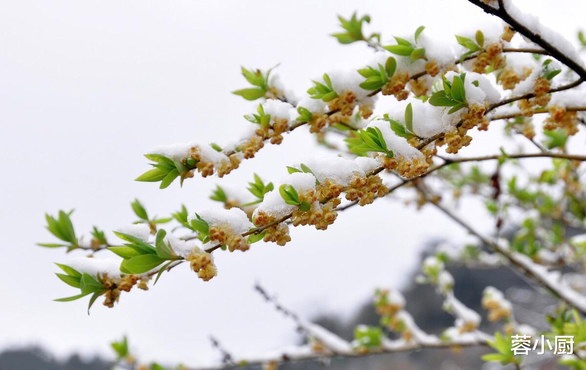 春季倒春寒，多吃“3白3红3黄”，御寒暖身解春乏，应时节身体好