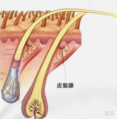 防晒 “最美脱衣舞娘”染发染半辈子，为啥发量都没减少？