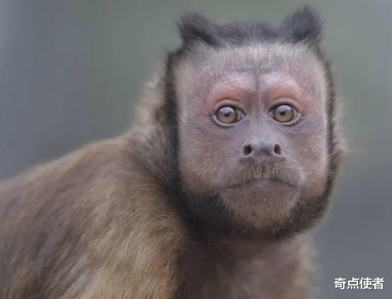 “人面猴”陆续出现，巴拿马猴还学会了使用工具，它们正在进化？