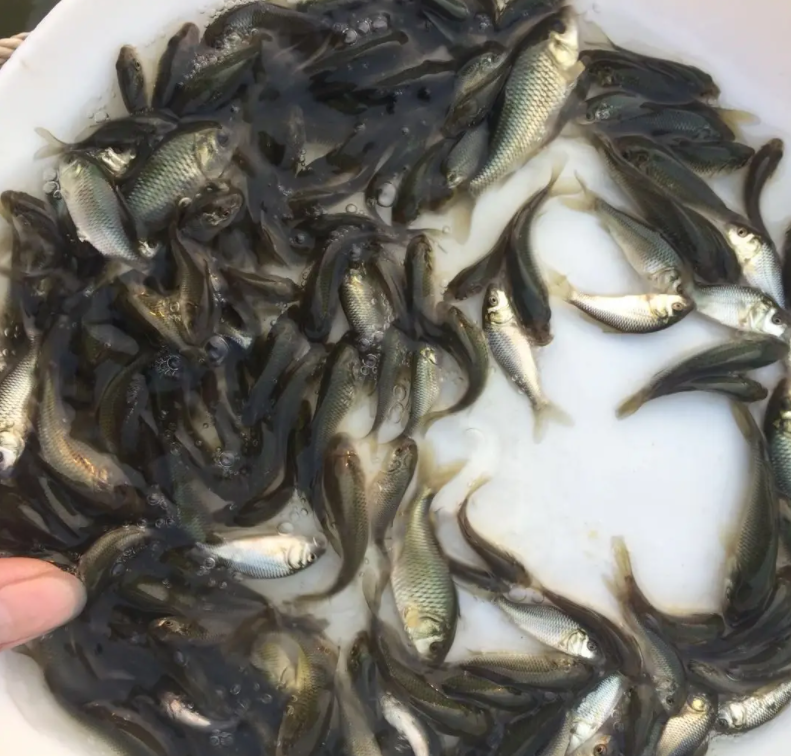 广东省|本土鱼也能形成生态入侵,禾花鲤泛滥广东河道,滥情放生不值称道