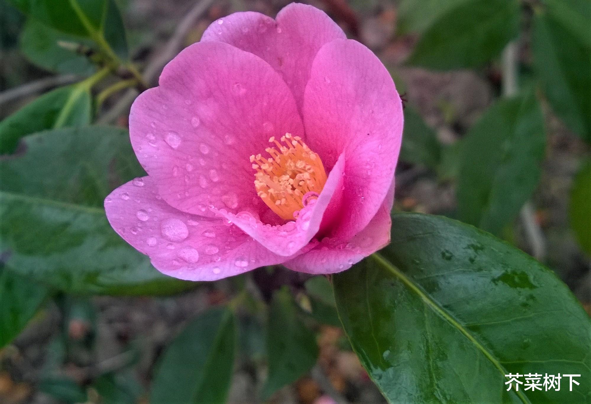 pua|职场PUA之——你还敢安逸？