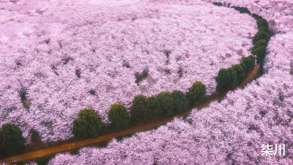 油菜花|美极了!这个春天一定要去的10个私藏的国内春日赏花处!赶紧收藏!