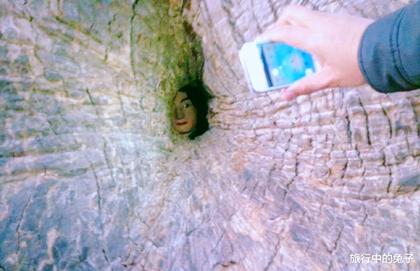 河南|福建一棵古树，里面藏有“神像”，怎么放进去的至今成谜