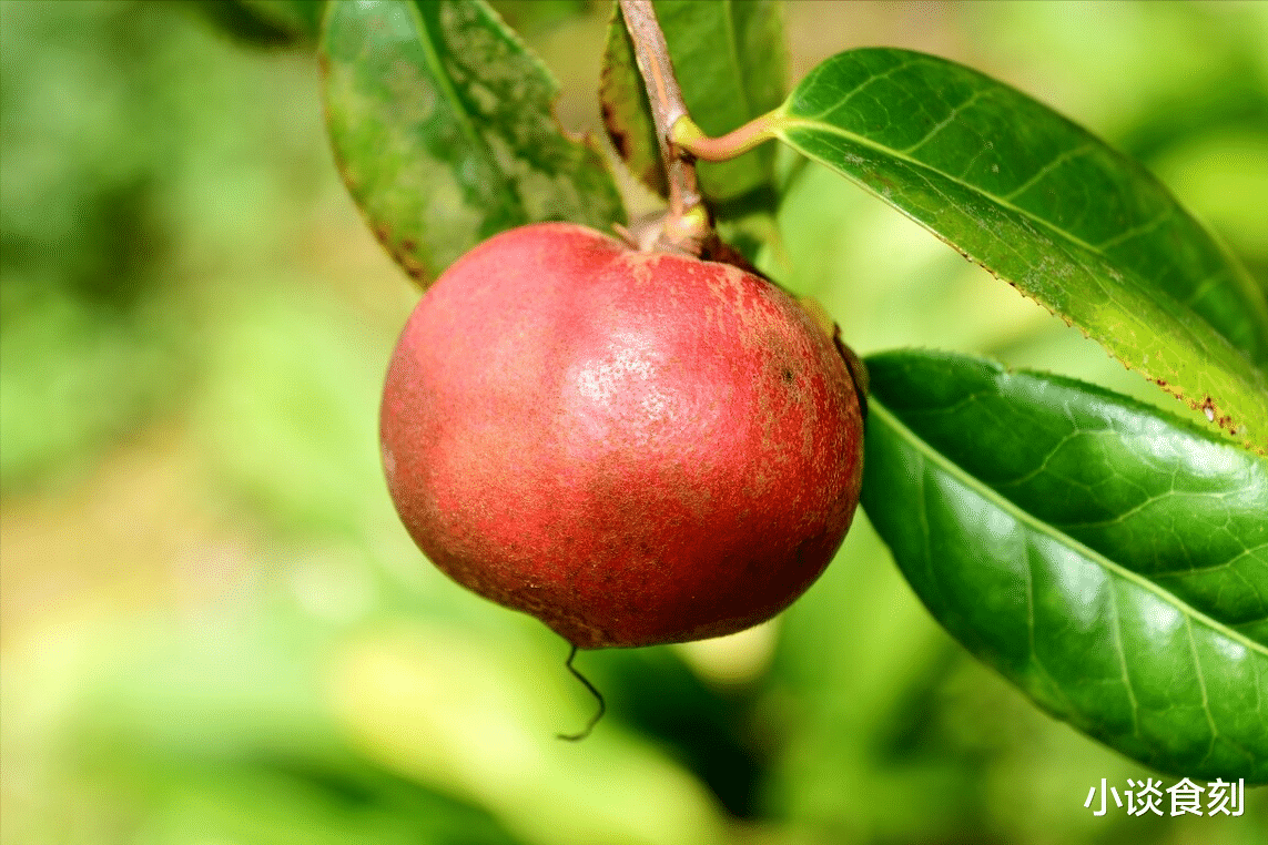 曾捧为高端食用油的“茶油”,为啥现在很少人买,奶奶说出了实情