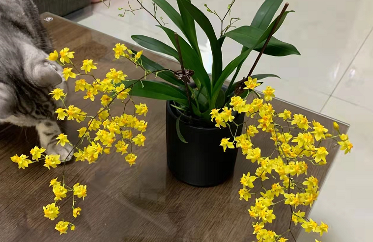 养文心兰抓住4个要点，开花多又香，可打造“清新”家居风