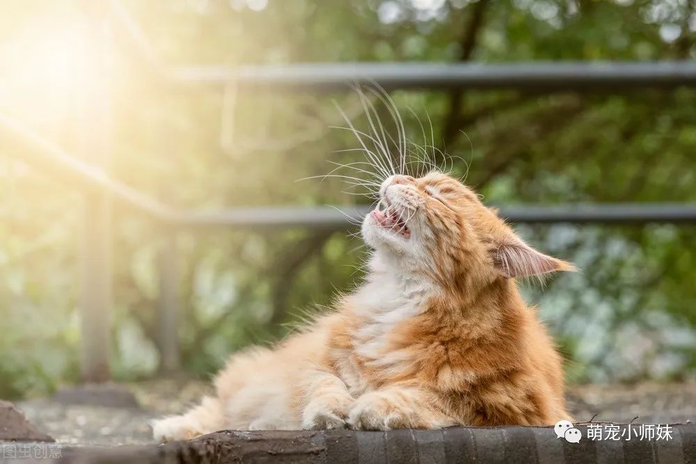 该怎样防止猫得猫藓？