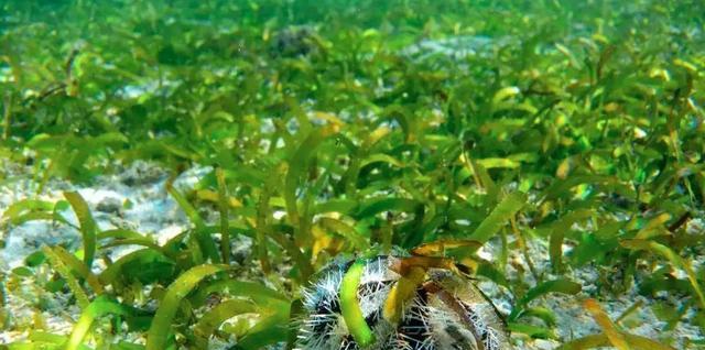 澳洲海神草:小小一棵“草”成了世界最大生物体,却还受到了威胁