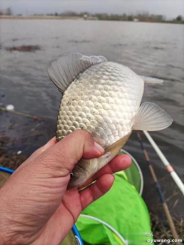 |借钓鱼王慧眼识“疯影”