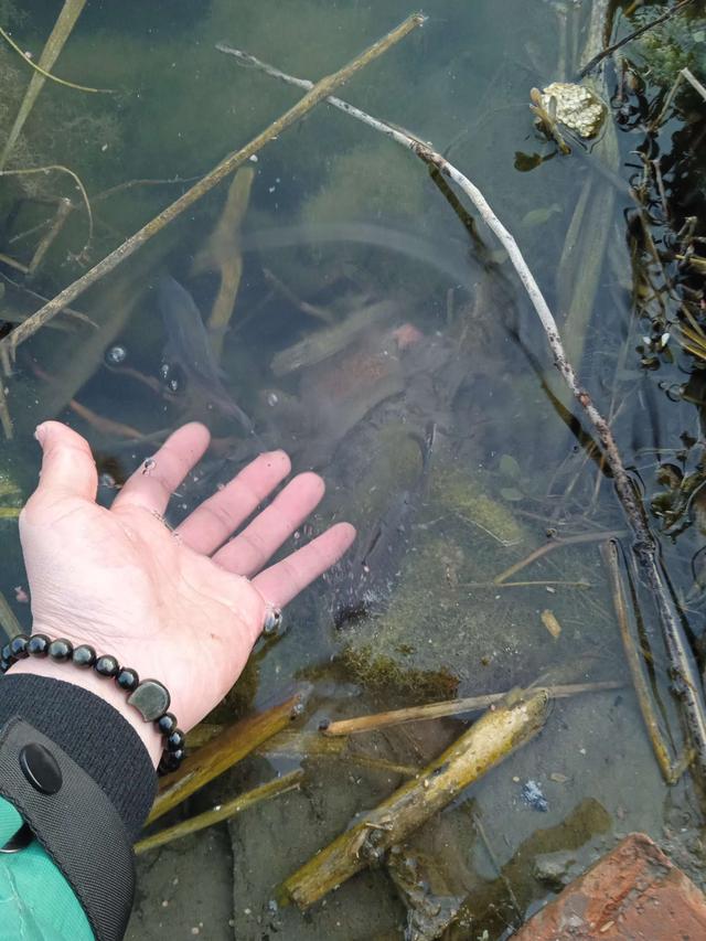 鲫鱼|探钓新水域，鱼获一般却成了妥妥的河冠