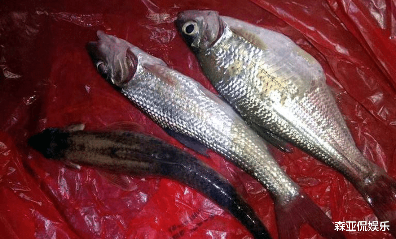 智商税|广东男子夜钓打瞌睡，银环蛇趴在他脚边睡着了，网友：与死神擦肩