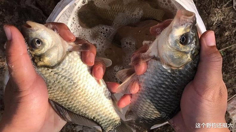 |因资源差经常空军，是否该换水域找资源？不！找好水深养窝正当时