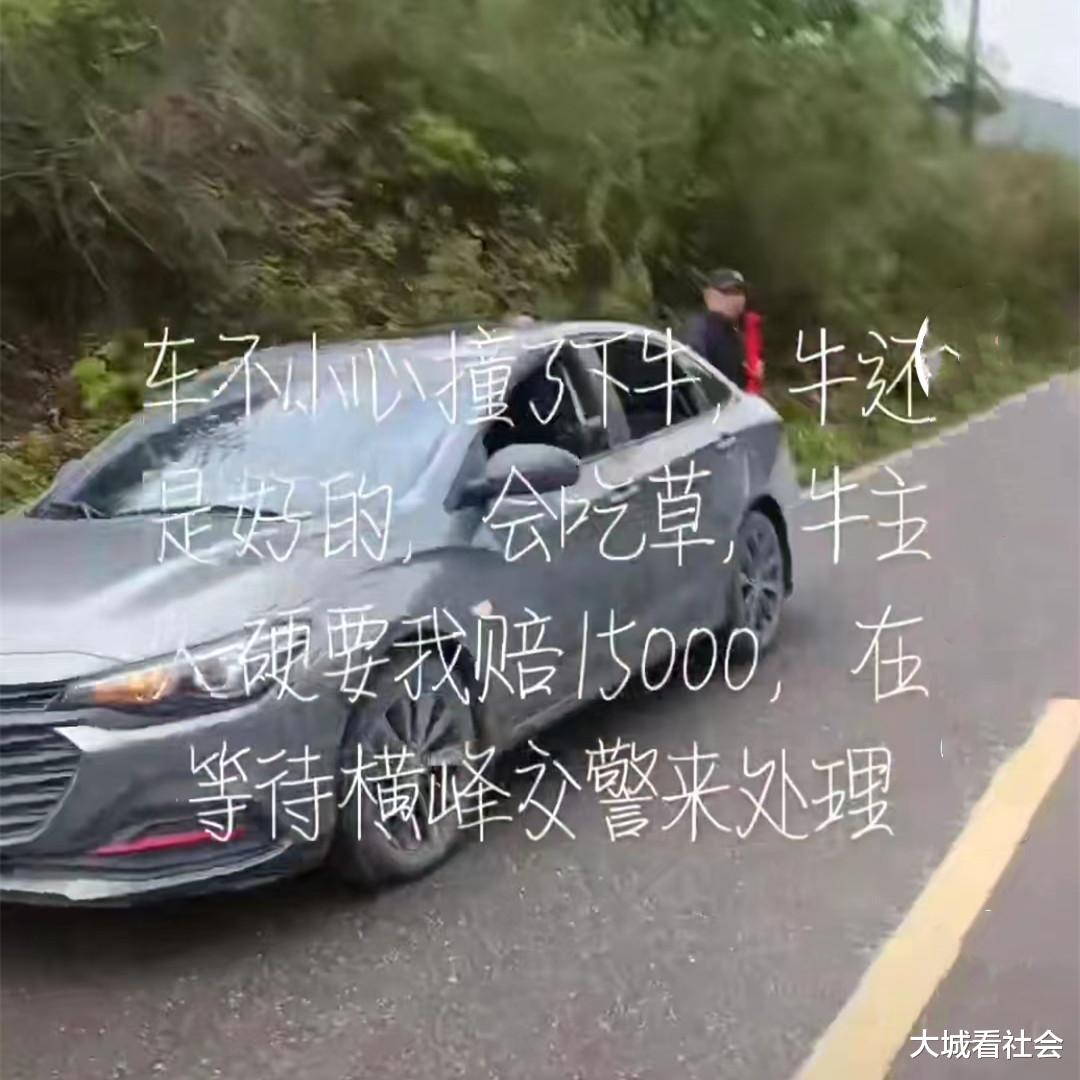 讹诈?江西一女子开车撞黄牛,还能走路和吃草,村民让她赔1.5万