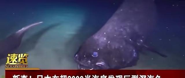 长2.53米！日本2000米深海发现怪鱼，长相凶狠：专家认为并不寻常