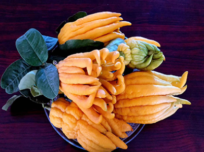 高血脂|佛手泡水喝治失眠消化不良止咳化痰，身体健康就是福。