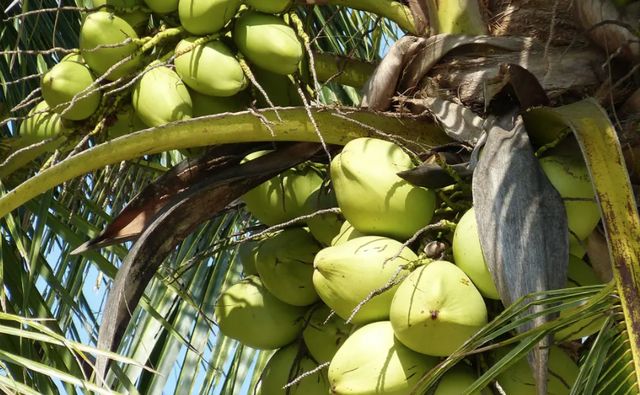 |若女性不想被别人喊“黄脸婆”,尽量少吃这4种水果,要学会节制