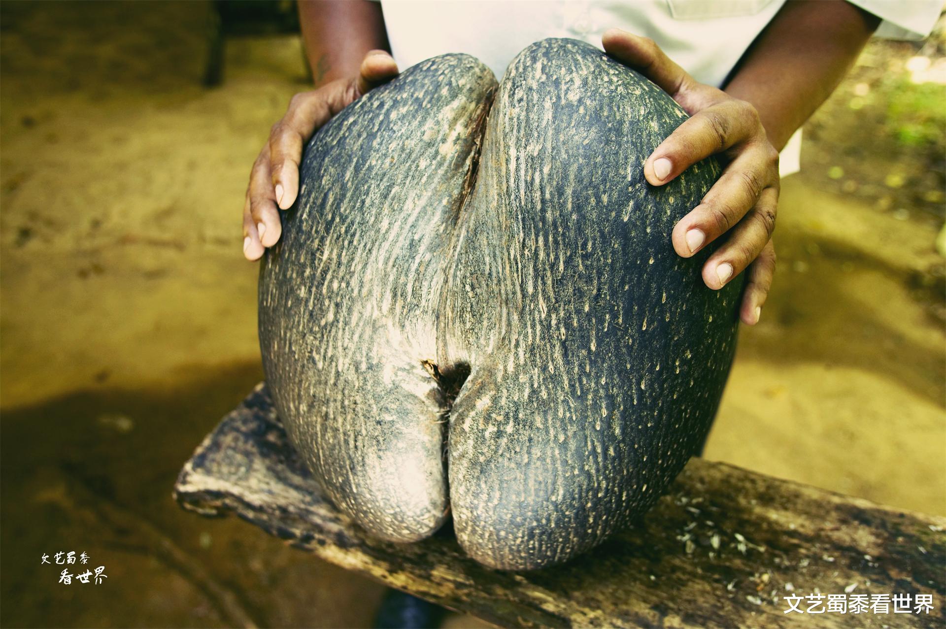 塞舌尔|非洲岛国塞舌尔，对中国人免签，椰子长得像屁屁，风景美得像童话