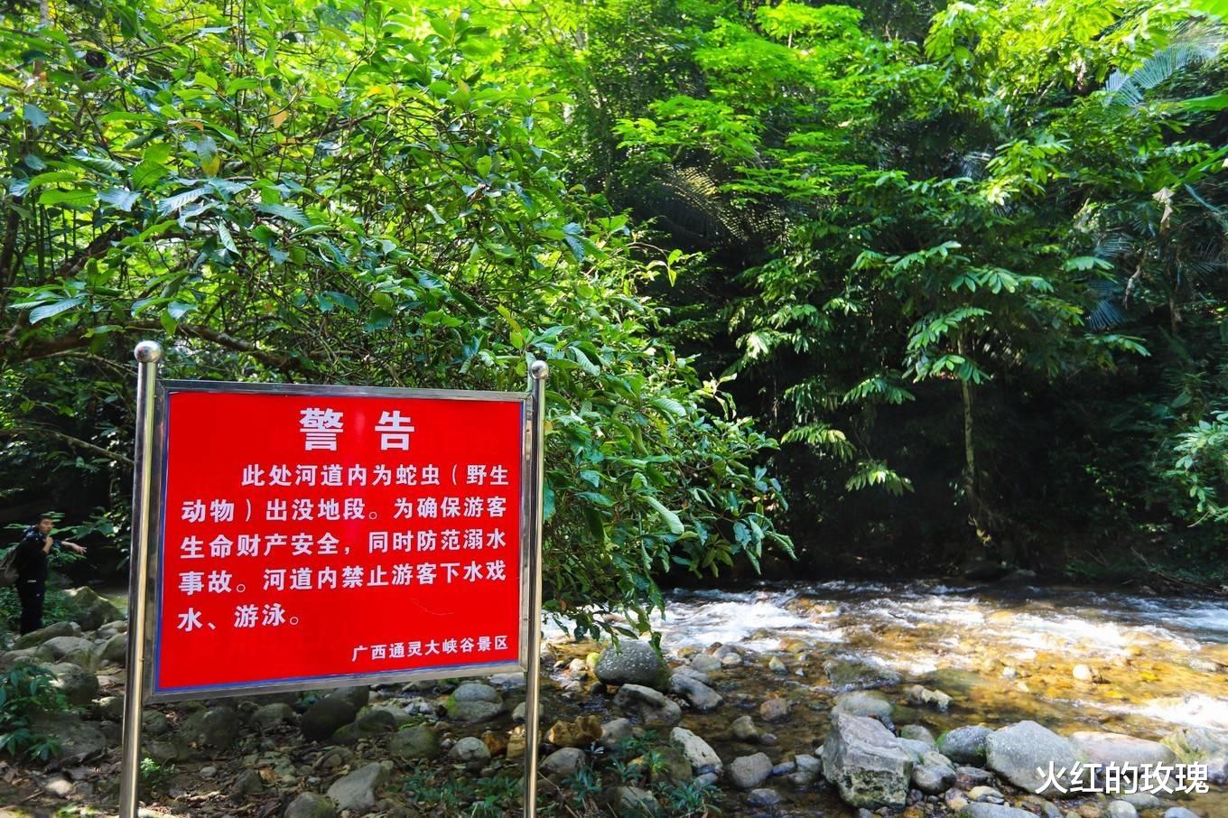 通灵大峡谷|地球上最绿的瀑布,还是植物的王国,在广西你去过吗