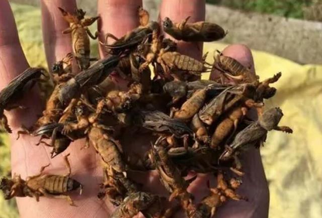 被称为“海陆空”的蝼蛄是害虫还是益虫?它有何弱点?