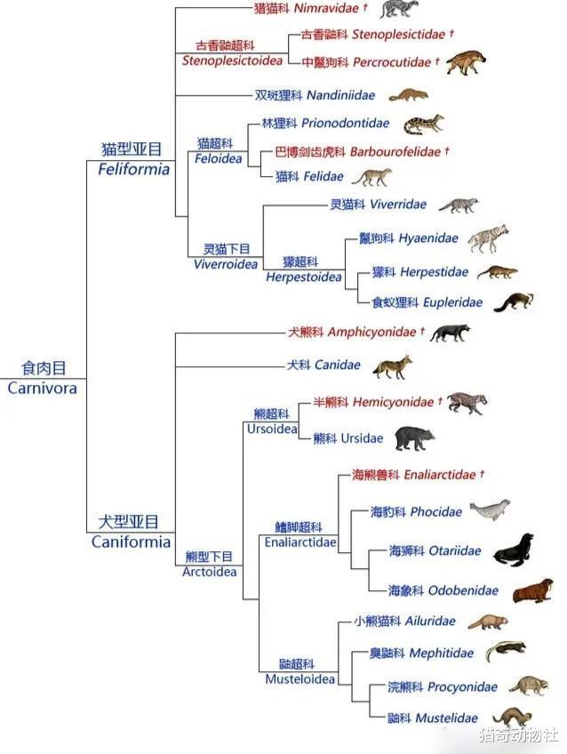 鬣狗究竟是如何捕猎的?仅仅靠“掏肛”吗?