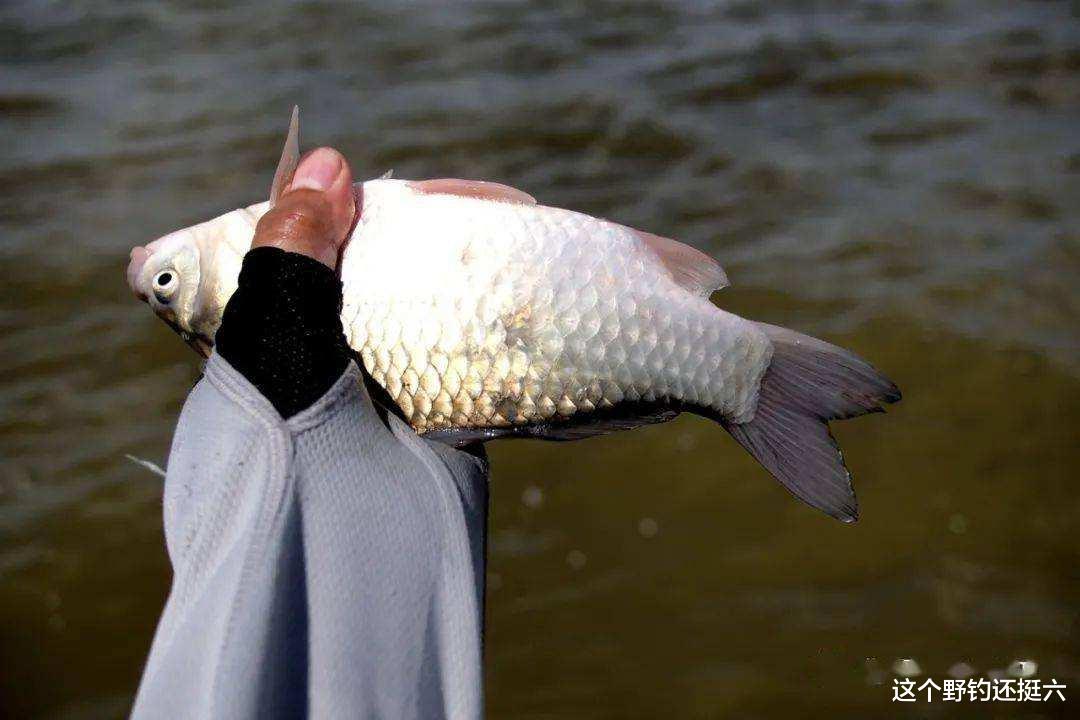 秋分|秋分钓位的选择与调整!不要总盯着老钓位,多一些探索轻松拿河冠