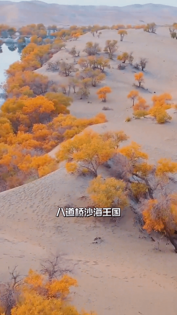 胡杨林|“绝望与浪漫”并存的西北金秋，一年仅上线21天，终于要来了！