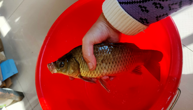 饵料|钓鱼挡口咋办？从原因到结果，一点点分析给你看！