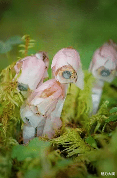 你知道几种会发光的植物?我敢说九成你都不知道