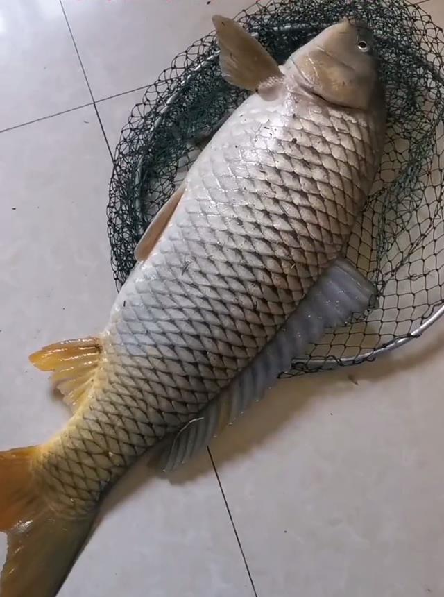 上海市|加餐！上海大爷站在阳台上钓起8斤野生大鲤鱼，楼下邻居帮忙抄鱼